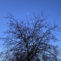 A winter tree beneath the afternoon moon.