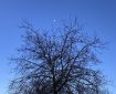 A winter tree beneath the afternoon moon.