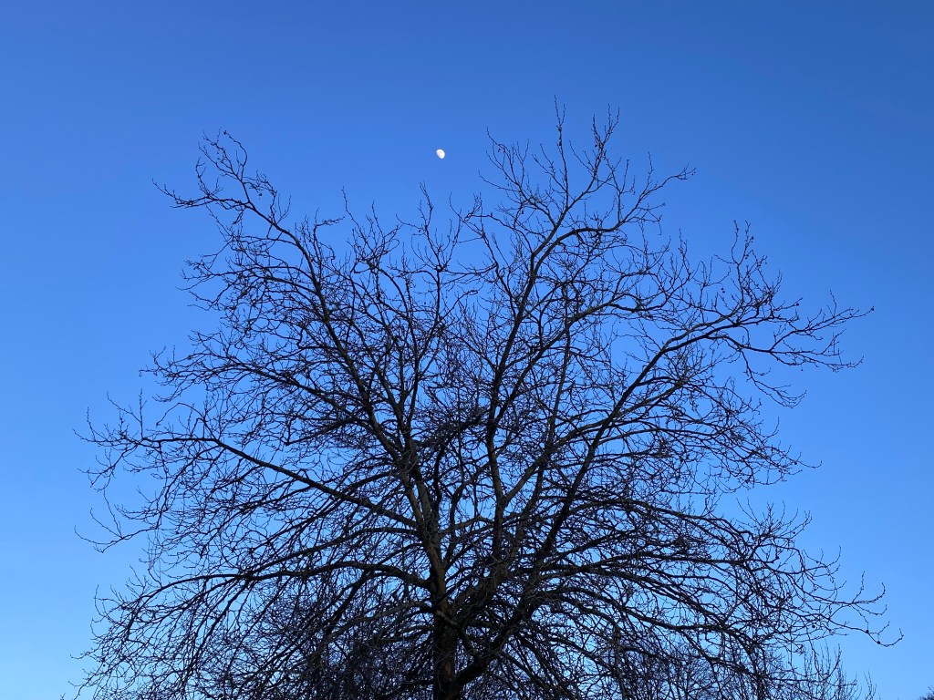 A winter tree beneath the afternoon moon.