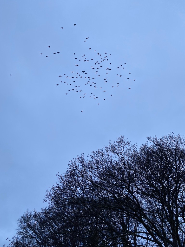 A flock of pigeons.
