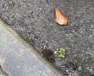 A wet brown leaf resting in the gutter.