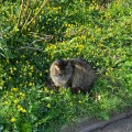 A cat sits on the grassy verge, dotted with yellow flowers.