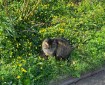 A cat sits on the grassy verge, dotted with yellow flowers.