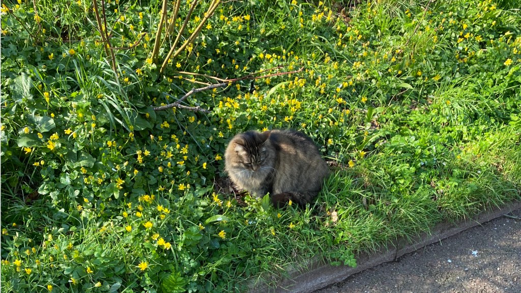 A cat sits on the grassy verge, dotted with yellow flowers.