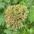 Rowan. Morning Meditation: Anicca: not-eternal, impermanent. One of the deepest Buddhist teachings, 'all that arises ceases'. To understand this is liberation.