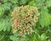 Rowan. Morning Meditation: Anicca: not-eternal, impermanent. One of the deepest Buddhist teachings, 'all that arises ceases'. To understand this is liberation.