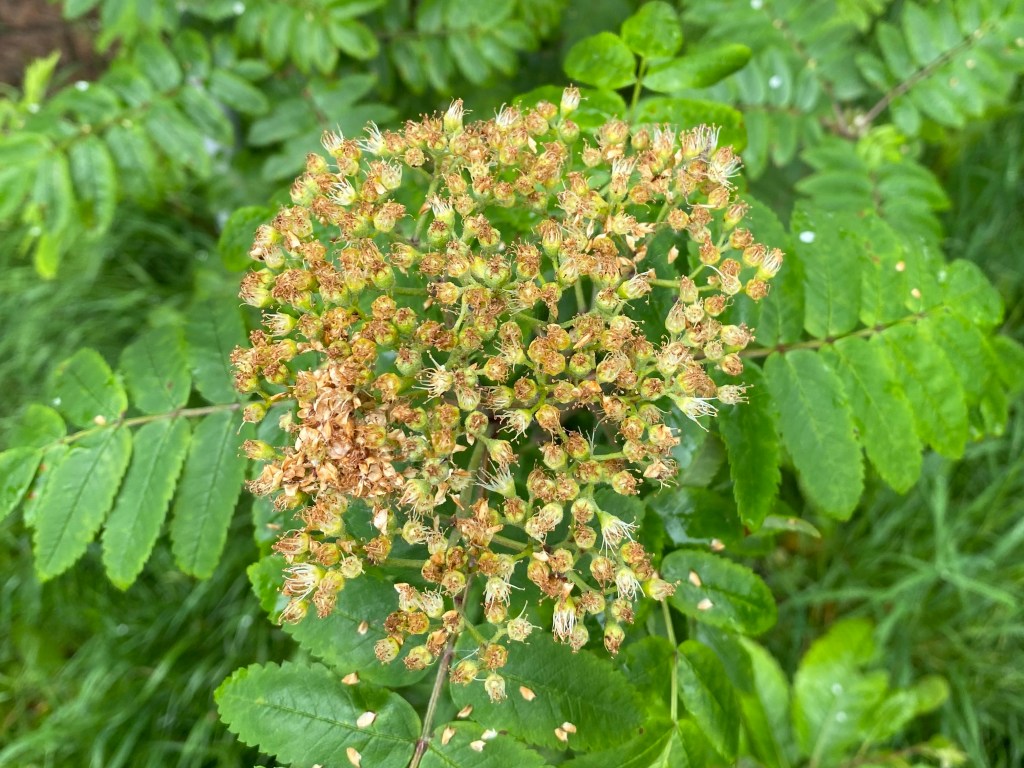 Rowan.