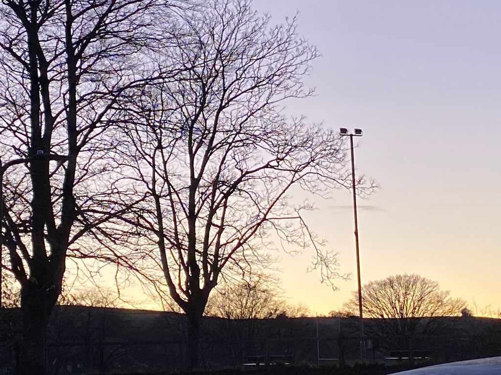 Sunset through the trees.
