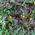 Crocus and primroses on the bank.