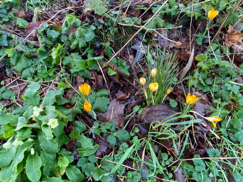 Crocus and primroses on the bank.