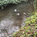 Three ducks in Totnes Leat.