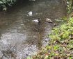 Three ducks in Totnes Leat.