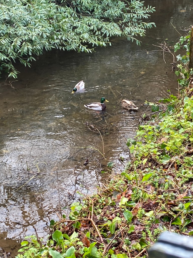 Three ducks in Totnes Leat.
