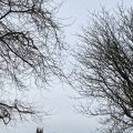 Winter trees are against the grey sky.