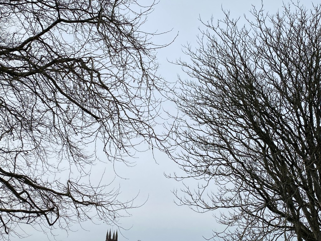 Winter trees are against the grey sky.