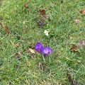Crocus and cowslip on the lawn.