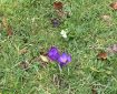 Crocus and cowslip on the lawn.
