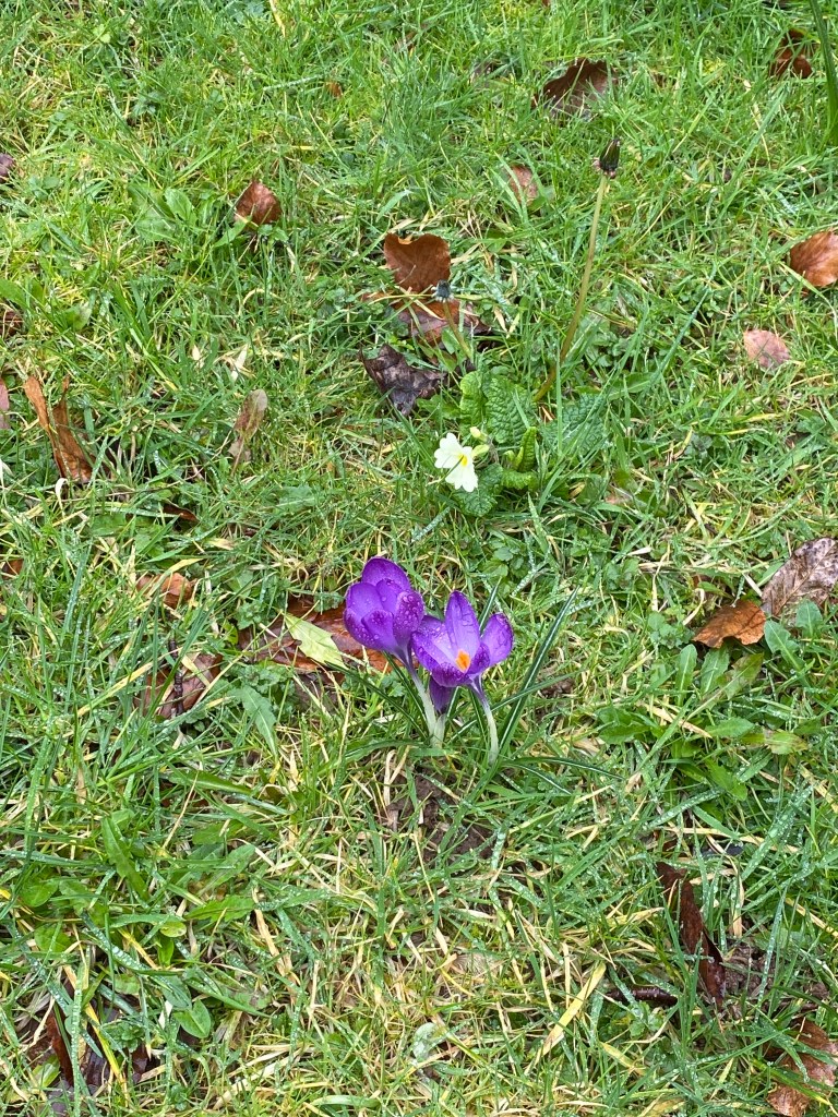Crocus and cowslip on the lawn.