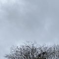 Crows in the treetops, against a grey sky.