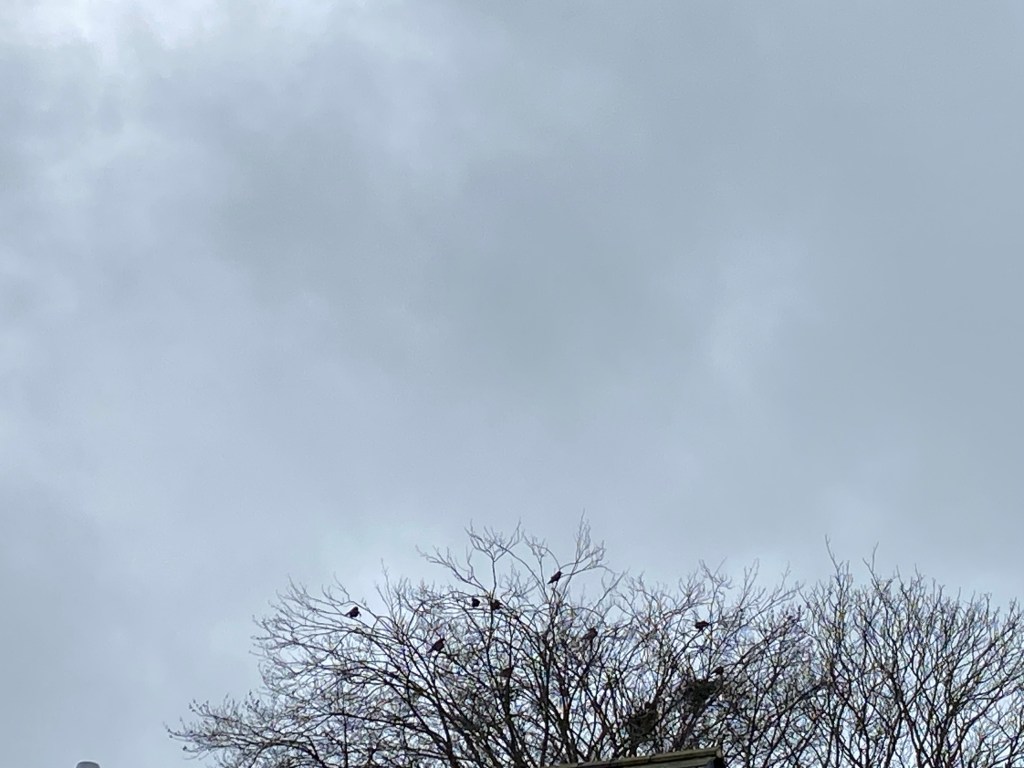 Crows in the treetops, against a grey sky.
