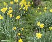 Daffodils.