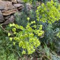 Mediterranean spurge.