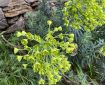 Mediterranean spurge.