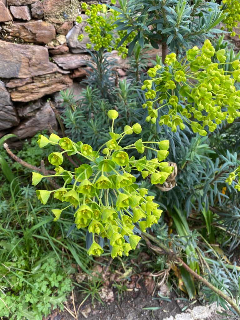 Mediterranean spurge.