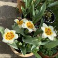 Tulips