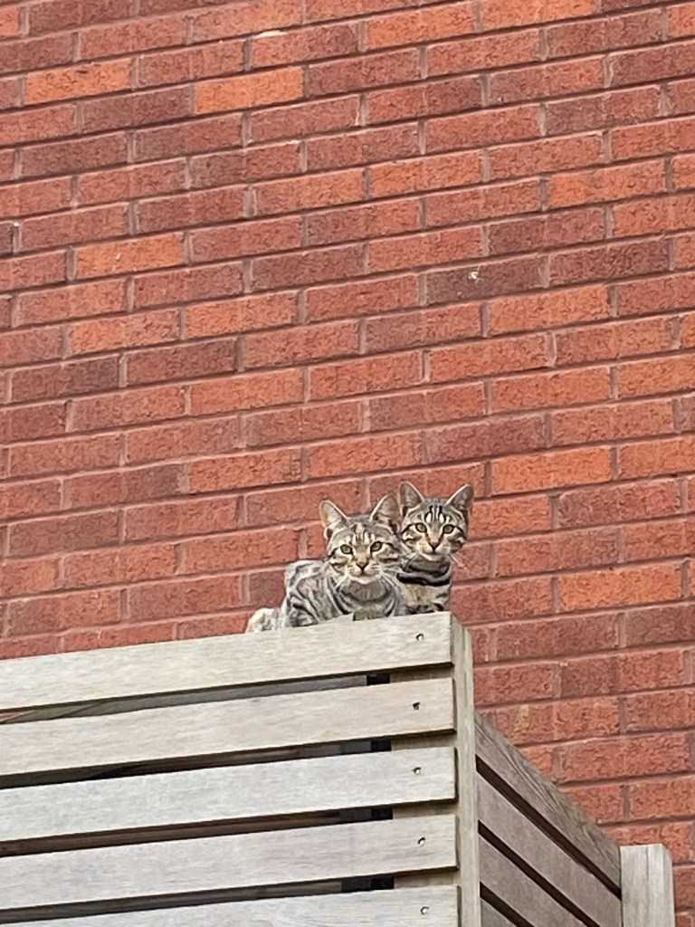 Cats on a fence.