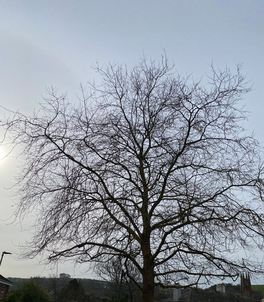 Tree in silhouette against morning sunshine.