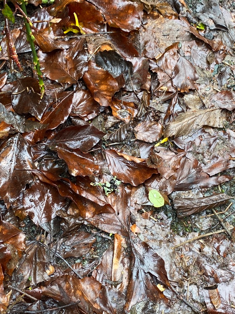 Wet brown leaves supporting a new green leaf.