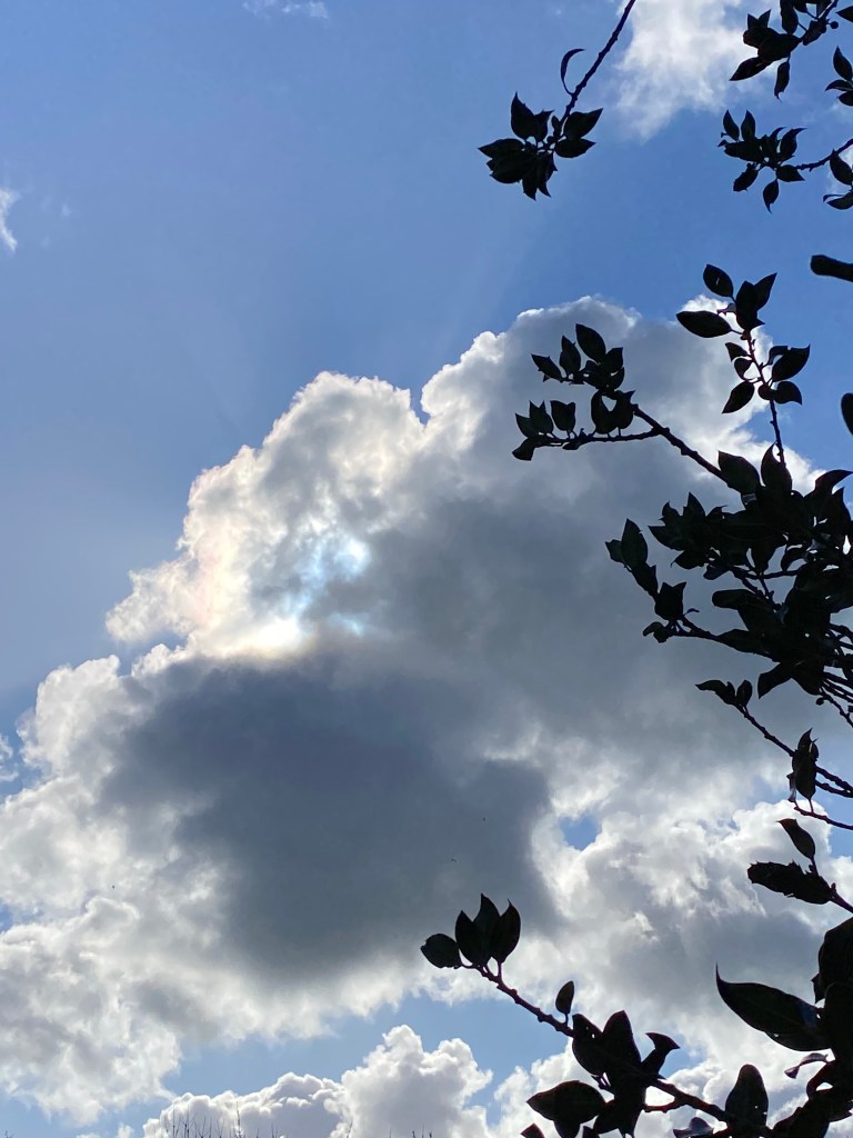 Silhouetted leaves against a grey cloud in an otherwise blue sky.