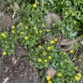 Lesser Celandine.