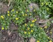 Lesser Celandine.