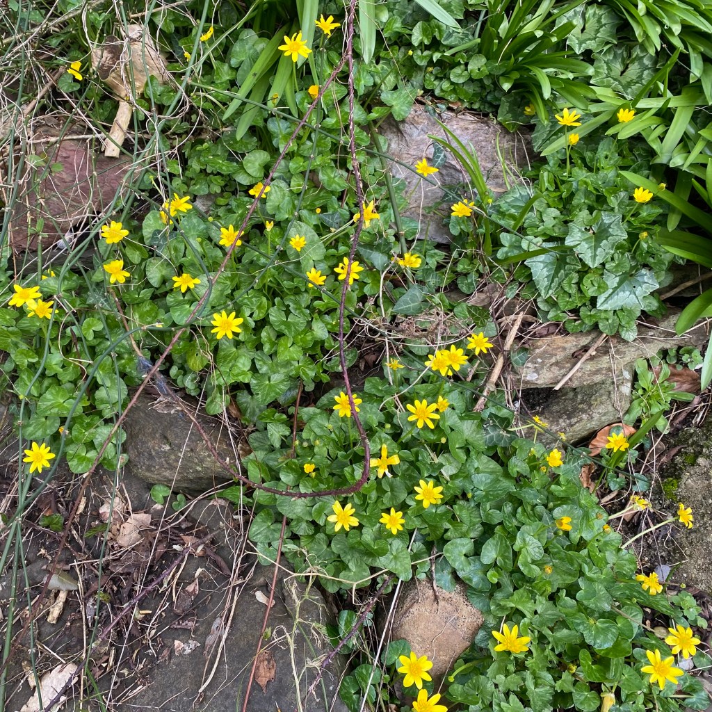 Lesser Celandine.