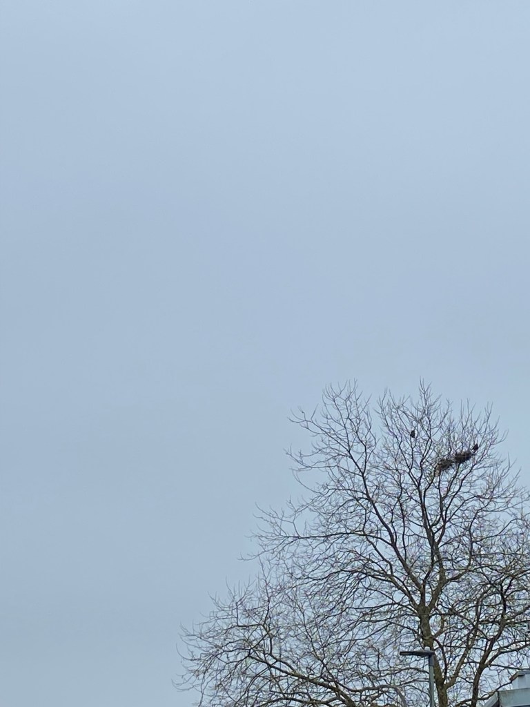 Tree against a grey sky.