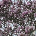 Pink Magnolia.