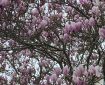 Pink Magnolia.