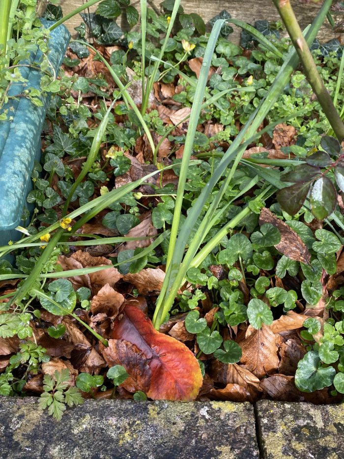 A colourful leaf amongst other autumn leaves, and new spring growth.