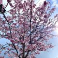 Japanese Flowering Cherry.