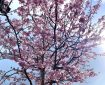 Japanese Flowering Cherry.