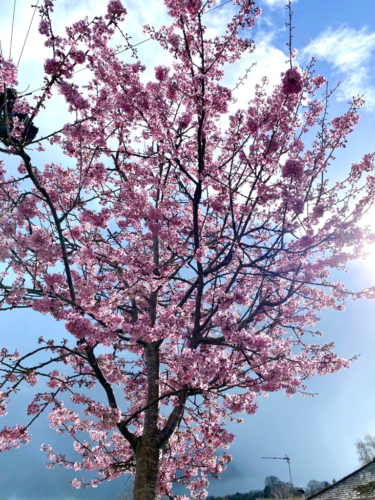 Japanese Flowering Cherry.