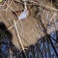 Moorhen in Totnes Leat.
