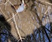 Moorhen in Totnes Leat.
