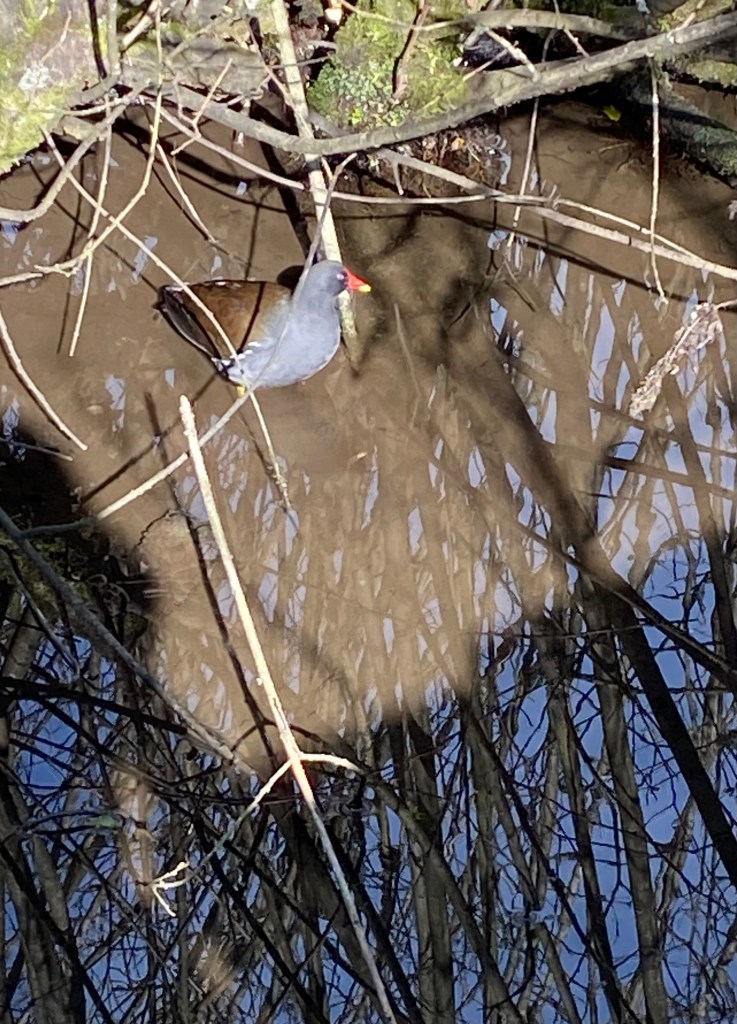 Moorhen in Totnes Leat.
