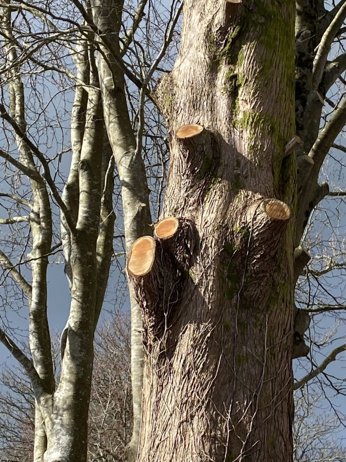 A tree that has been pruned.
