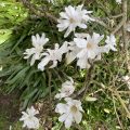 Magnolia Stellata 'Royal Star'