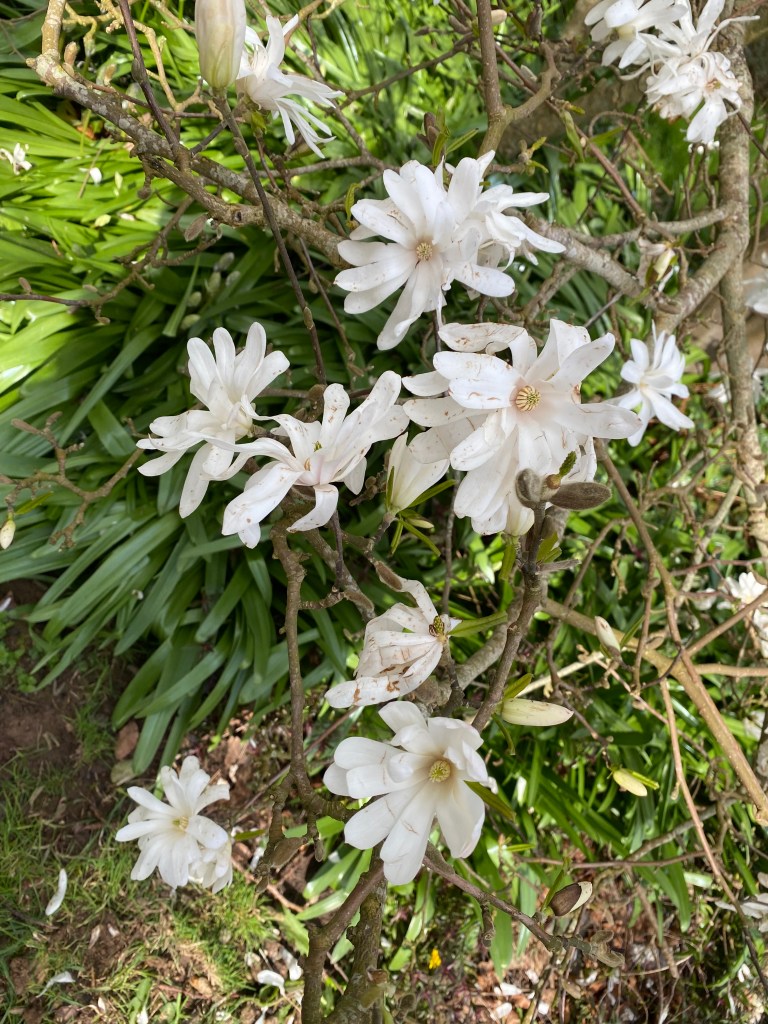 Magnolia Stellata 'Royal Star'