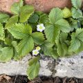 Wild strawberry flowers.